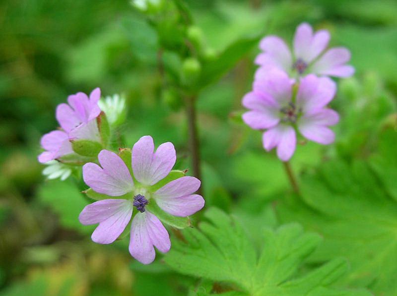 Geranium molle / Geranio volgare